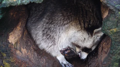 Close up of raccoon Stock Footage 122175857