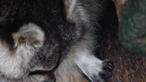 Close up of raccoon Stock Footage 122176041