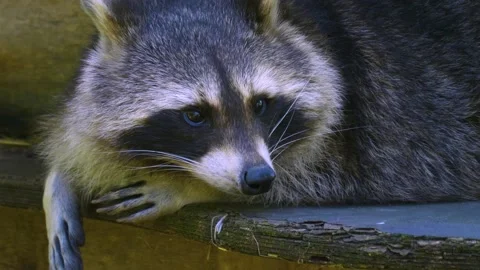 Close up of Raccoon Stock Footage 141052790
