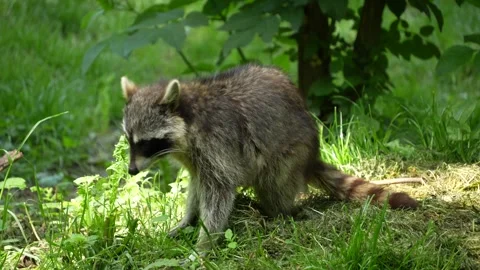 Close up of raccoon Stock Footage 242101316