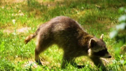 Close up of raccoon  Stock Footage 249752644