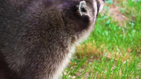 Close up of raccoon Stock Footage 249752731