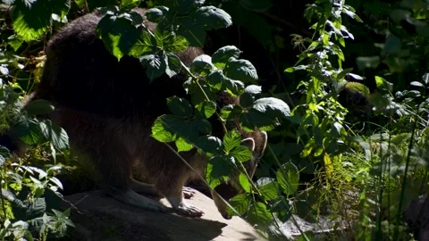 Close up of a raccoon  Stock Footage 252154533