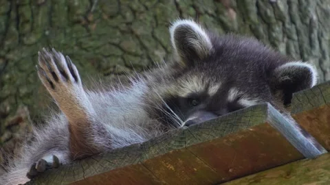 Close up of raccoon Stock Footage 260137659