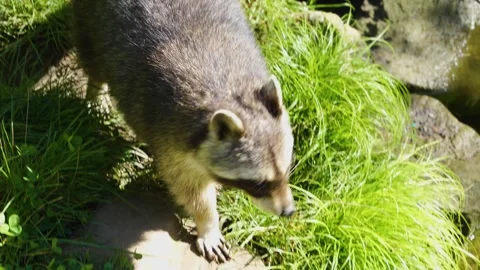 Close up of raccoon Stock Footage 260137684