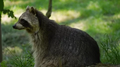 Close up of a raccoon Stock Footage 260532149