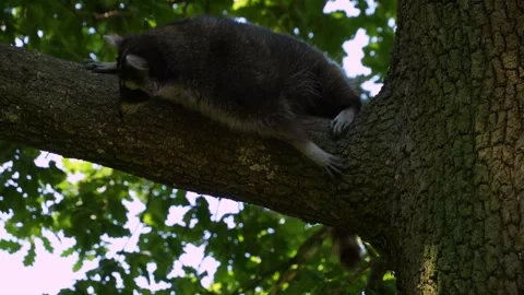 Close up of a raccoon Stock Footage 260532158