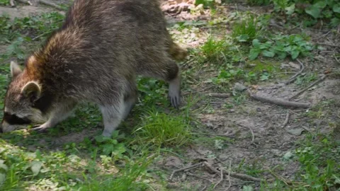 Close up of a raccoon Stock Footage 260532203