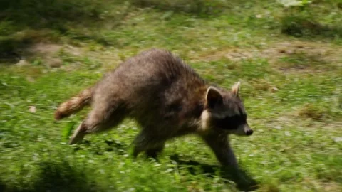 Close up of raccoon  Stock Footage 260542399