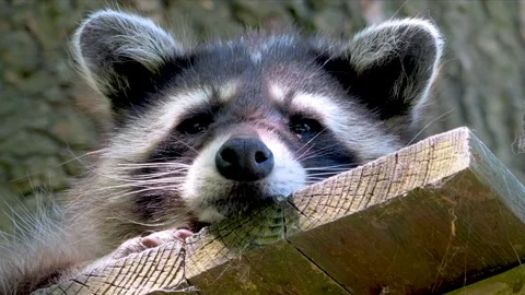 Close up of raccoon  Stock Footage 263596758