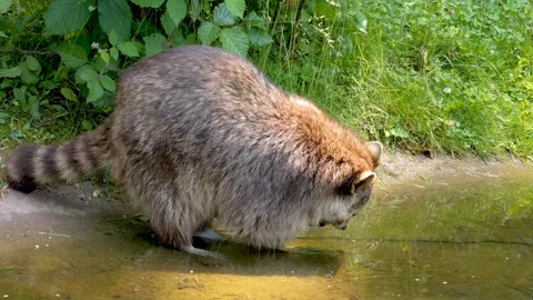 Close up of raccoon  Stock Footage 263596818