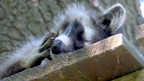 Close up of a raccoon  Stock Footage 263617480