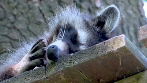 Close up of raccoon  Stock Footage 263655245