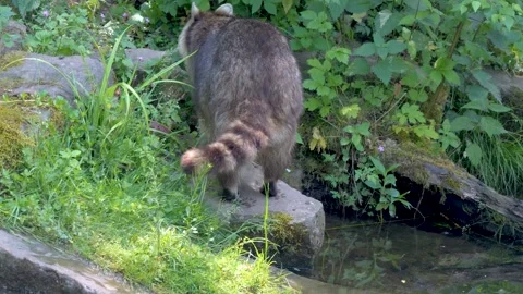 Close up of raccoon  Stock Footage 263655356
