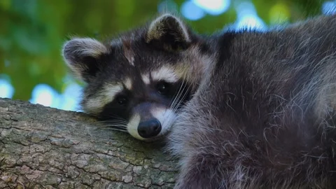 Close up of raccoon resting  Video stock 243255641