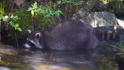 Close up of raccoon walking around Stock Footage 252196977