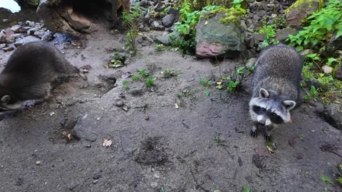 Close up of raccoons on the ground Stock Footage 289069687
