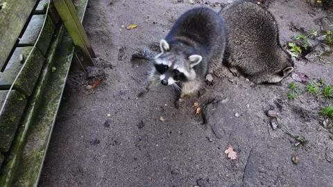 Close up of raccoons on the ground Stock Footage 289069978