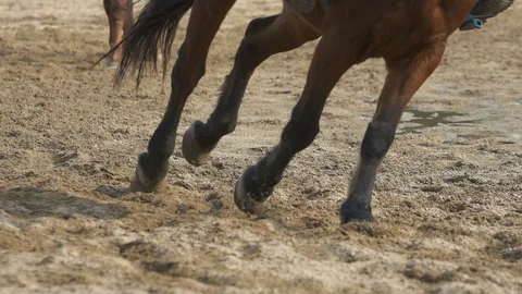 Close up of Racing horse Stock Footage 86499069