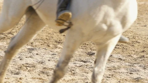 Close up of Racing horse Stock Footage 86518190