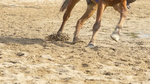 Close up of Racing horse Stock Footage 86518516