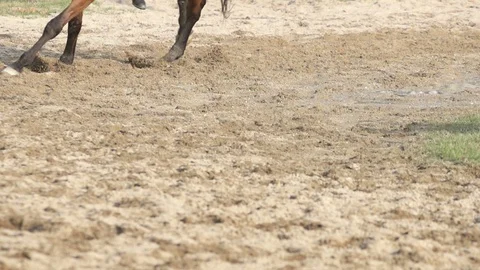 Close up of Racing horse Stock Footage 86519661