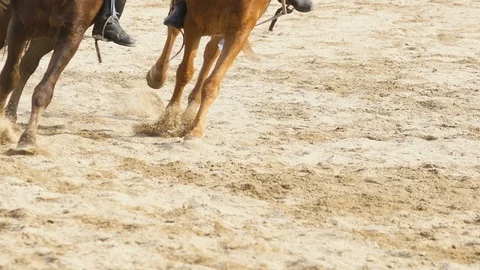 Close up of Racing horses Stock Footage 86519099