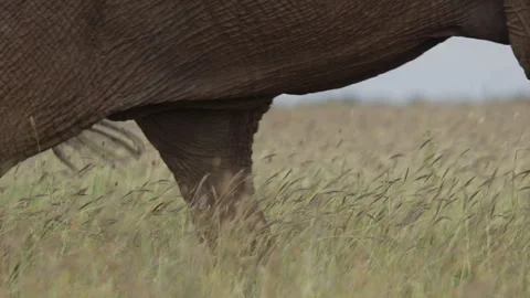 Close up rack focus of african elephant's legs walking through grass Stock Footage 261055009