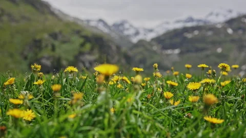 Close-Up Rack Focus of Alpine Yellow Flowers in Swiss Mountains Stock Footage 313131315
