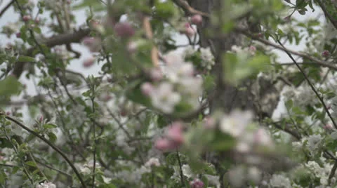 Close rack focus Apple Blossoms Vídeo Stock 24095119