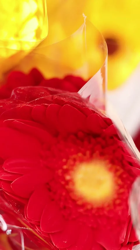 Close Up Rack Focus Between Red and Yellow Gerbera Daisies Stock Footage 339540486