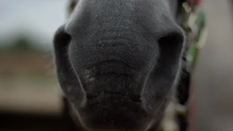 Close-up rack focus of the black snout of a horse sniffing in slow motion 動画素材 107230461
