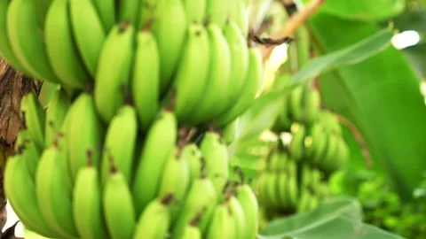 Close up rack focus change of many unripe green bananas hanging on a palm tree Stock Footage 260324940