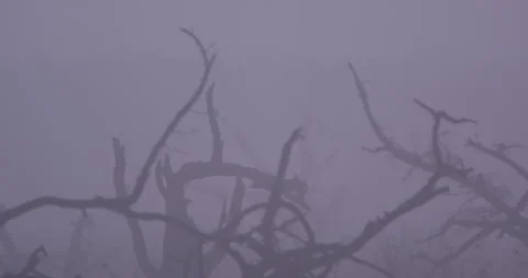 Close up rack focus of a dead whistling thorn Stock-Footage 295291352