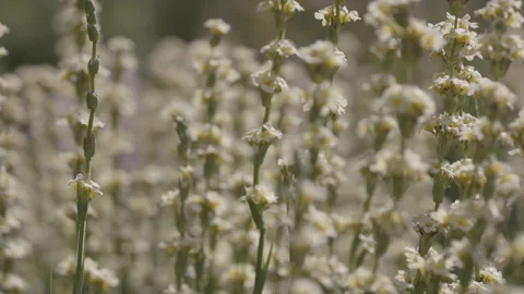 Close up rack focus of flowers / daisies in garden, field, park Stock Footage 132508094