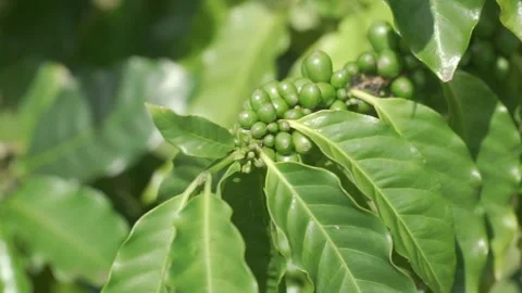 Close up rack focus of green coffee beans growing Stock-Footage 152898210