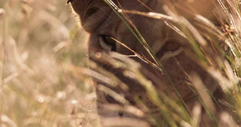 Close up rack focus of a lion's head looking into the camera Stock Footage 295292243