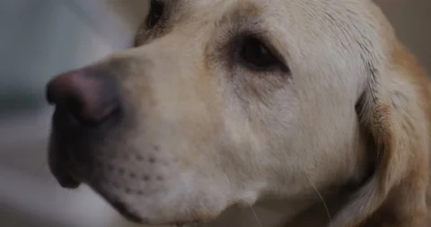 Close up rack focus on older yellow labrador retriever dog face Stock Footage 227631605