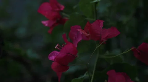 Close up rack focus of pink and red flowers in the rain Stock Footage 45581793