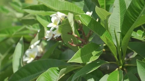 Close up rack focus shot of flowering coffee plant Stock Footage 152898075