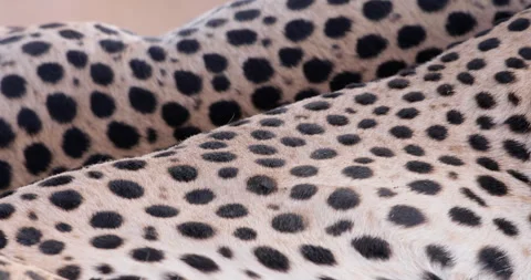 Close up rack focus shot of two cheetah's skin pattern lying Stock Footage 308677676