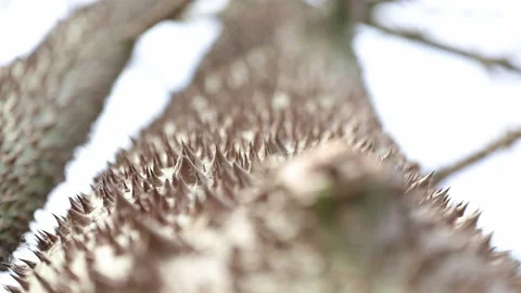 Close Up Rack Focus On The Spiked of Kapok Tree - Ceiba Pentandra Video stock 197740800