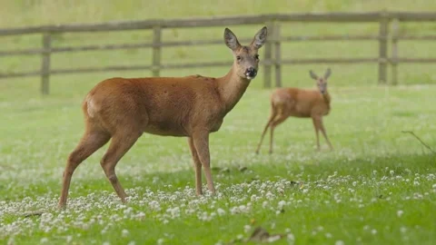 Close up rack focus on two female deer grazing on a green lush meadow Video stock 246646126