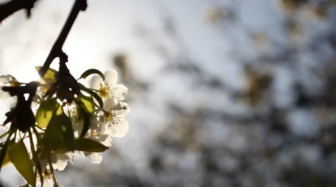Close Up Racked Focus of a tree branch and blossom with sun light 動画素材 2722450