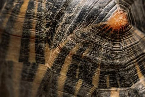 Close-up of radiated tortoise shell texture. Beautiful turtle - rare species Stock Photos