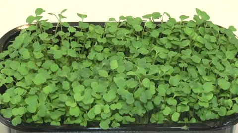 Close-up of radish 6 days microgreens. Seed Germination at home Stock Footage 196267446