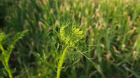 Close up radish flower. Stock Footage 139028876