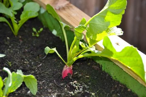 Close up radish growing in the spring Stock Photos