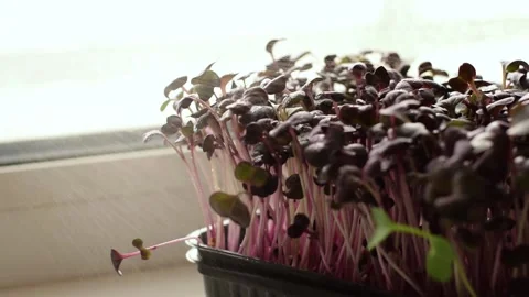 Close-up of radish sango microgreens on a home windowsill. Stock Footage 150634076