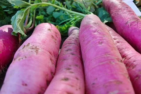 Close up of radish vegetables Stock Photos